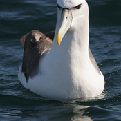 Shy Albatross